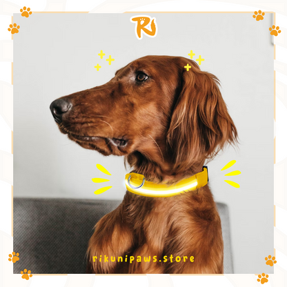 Glow Pup Collar
