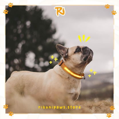 Glow Pup Collar